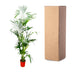 Kentia Palme 200 cm - Dekorative Zimmerpalme mit eleganten Blättern Bild 4