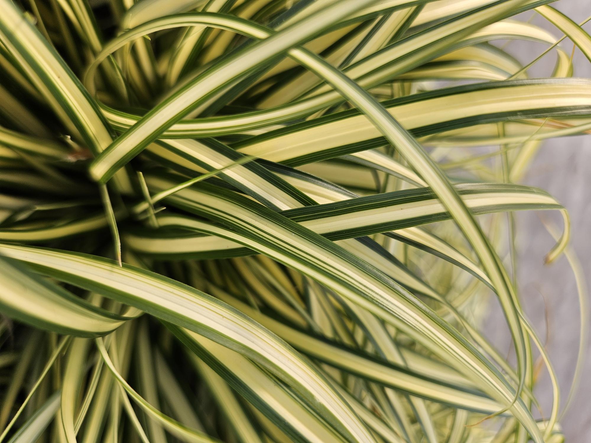 12x Carex 'Evergold' Ziergras, 10-25cm, Ø9cm