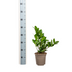 ZZ Pflanze (Zamioculcas Zamiifolia) Ø17cm, 40-50cm - pflegeleicht & robust Bild 2