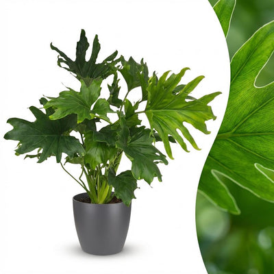 Philodendron Lickety Split Zimmerpflanze mit grauem Topf (70cm)
