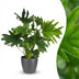 Philodendron Lickety Split Zimmerpflanze mit grauem Topf (70cm) Bild 1