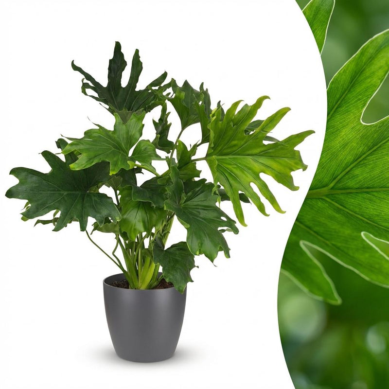 Philodendron Lickety Split Zimmerpflanze mit grauem Topf (70cm)