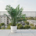 Kanarische Dattelpalme Phoenix Canariensis 300cm, Stammbreite 50cm Bild 3