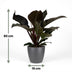 Philodendron Imperial Red Houseplant with Pot - 60cm Bild 3