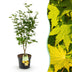 Japanischer Ahorn 'Jordan' - Gelb, 90cm, Topf 26cm Bild 1