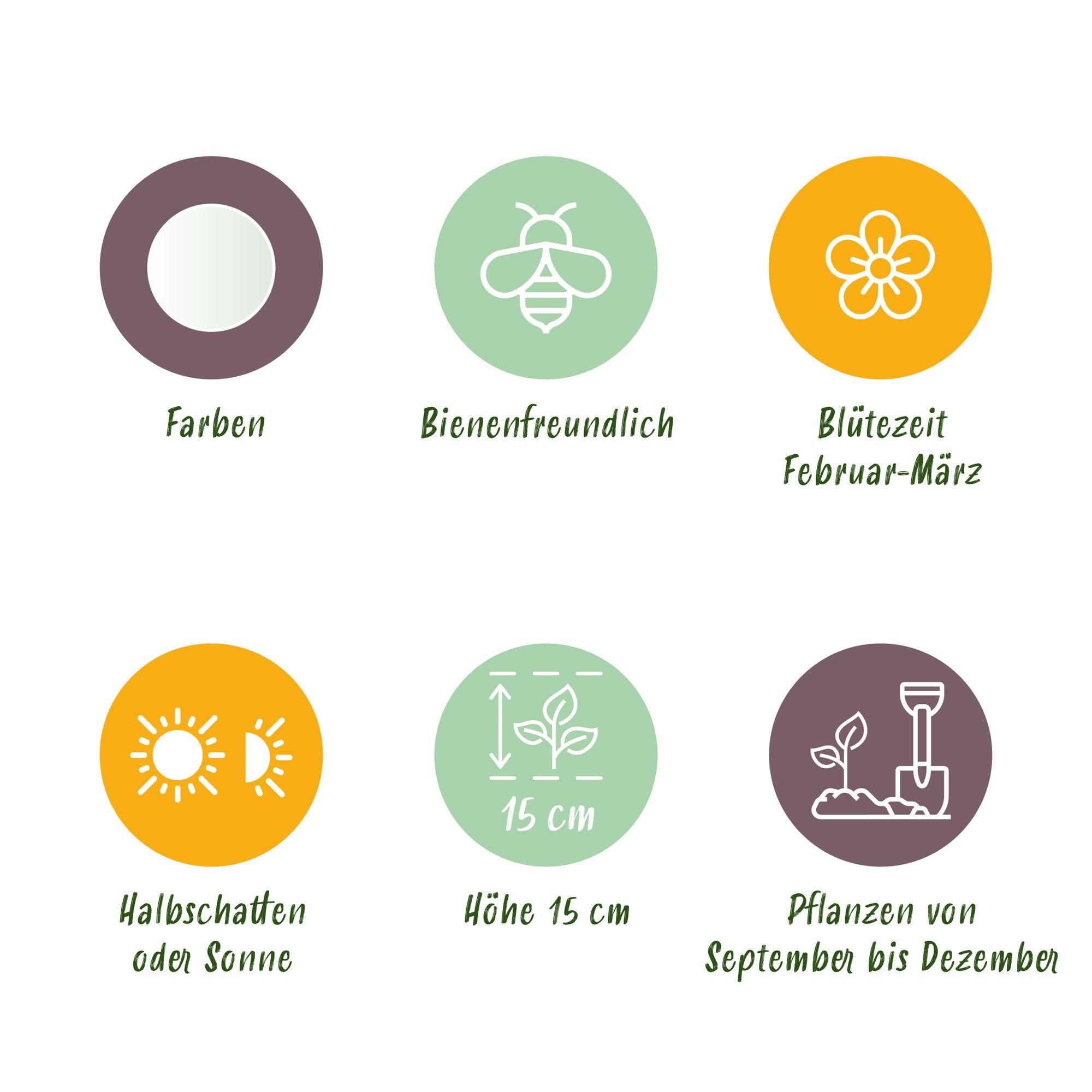 GreenboutiQ - Blumenzwiebeln - Crocus White - Bulbs Hardy Perennial - Farbe Gelb - 30 Stück - Zwiebelgröße 7/8 - XXL Pack