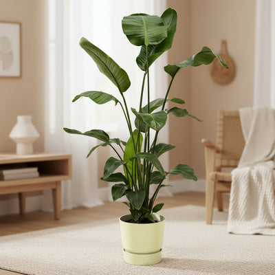 Strelitzia Nicolai 160cm mit elho Greenville Topf Ø30, weiß