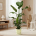 Strelitzia Nicolai 160cm mit elho Greenville Topf Ø30, weiß Bild 2