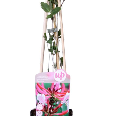 3er Set Efeu Geißblatt Serotina, Lonicera periclymenum, 65 cm
