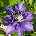3x Clematis ‘Multi Blue’ P9 – Dt.-blaue Kletterpflanze Bild 4