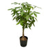Pachira Aquatica Money Tree, 140cm, Ø30cm pot, elho Greenville Bild 1