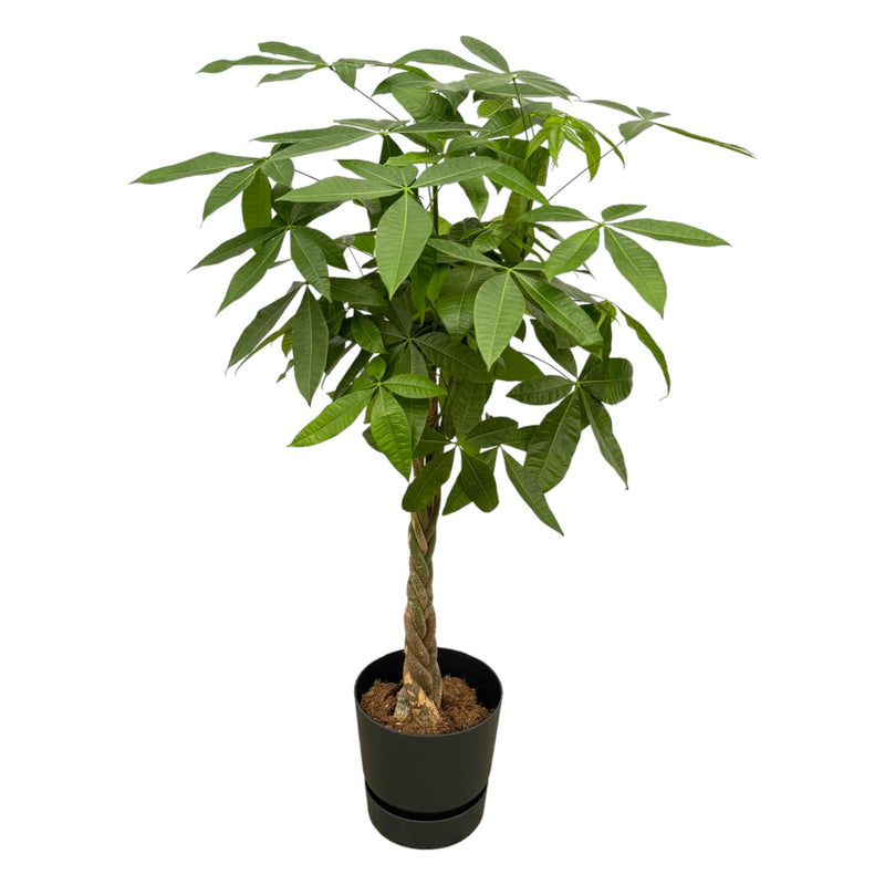 Pachira Aquatica Money Tree, 140cm, Ø30cm pot, elho Greenville