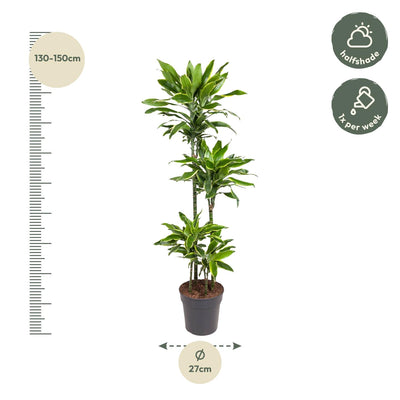 Dracaena Golden Coast - 140 cm - Ø27 cm Topf