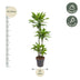 Dracaena Golden Coast - 140 cm - Ø27 cm Topf Bild 2
