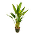 Strelitzia Augusta XXL - Weiße Paradiesvogelblume, 225 cm Bild 1