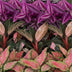 Baby Paradise Mix: 3 tropische Pflanzen im Topf Ø6cm Bild 4