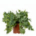 Phlebodium Davana Tree Fern in 12cm pot, 35cm high Bild 1