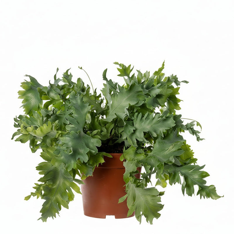 Phlebodium Davana Tree Fern in 12cm pot, 35cm high