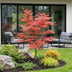 Japanischer Ahorn Acer palmatum Atropurpureum, Topf 26cm, Höhe 90cm Bild 6