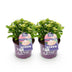Hortensie 'Forever & Ever' Rosa - 2 Pflanzen im 23cm Topf Bild 2
