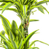 Dracaena Lemon Lime mit Korb, 130-150cm Bild 5