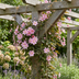 6x Clematis 'Marjorie' - Rosa Kletterpflanze im Ø9cm Topf Bild 4