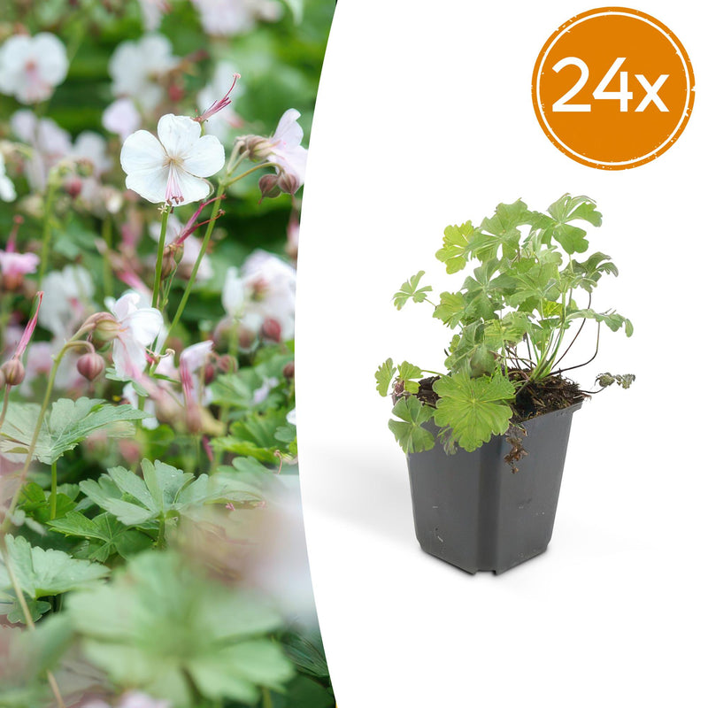 24x Geranium cant. 'Biokovo' - 10-25cm - Ø9cm