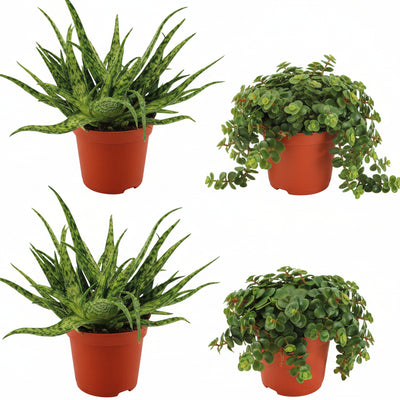 2x Aloe Spider & 2x Sedum Tornado - 4er Set - Ø10,5cm