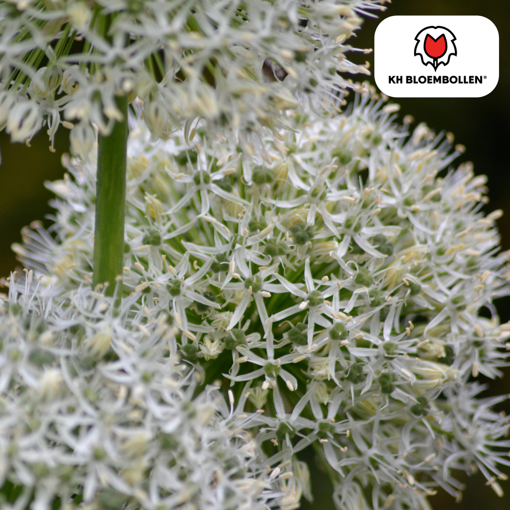 Allium White Giant 5 stuks