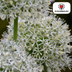 Allium White Giant (5 Stück) – Weiße Riesen-Zwiebelblumen Bild 4