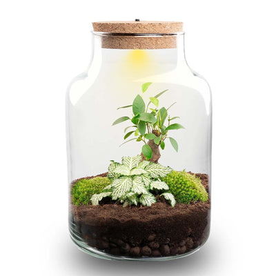 DIY Pflanzen-Terrarium mit Licht: Little Milky Bonsai