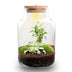 DIY Pflanzen-Terrarium mit Licht: Little Milky Bonsai Bild 1