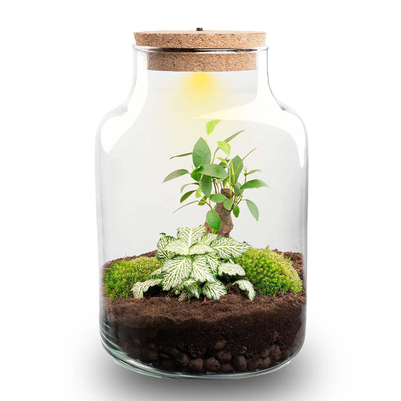 DIY Pflanzen-Terrarium mit Licht: Little Milky Bonsai