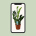Zamioculcas Zamiifolia (ZZ-Pflanze) Ø17cm H65cm Bild 5