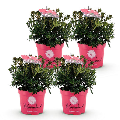 Zwerg-Rhododendron Bloombux Magenta, 4 Pflanzen, 30-40cm
