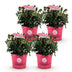 Zwerg-Rhododendron Bloombux Magenta, 4 Pflanzen, 30-40cm Bild 2
