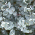 Eucalyptus gunni 'Azura'®: Immergrüne Terrasse- & Kübelpflanze mit Duft Bild 5