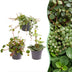 3er Baby Peperomia Mix – Grün, Rot, Tropisch, Ø6cm Bild 1