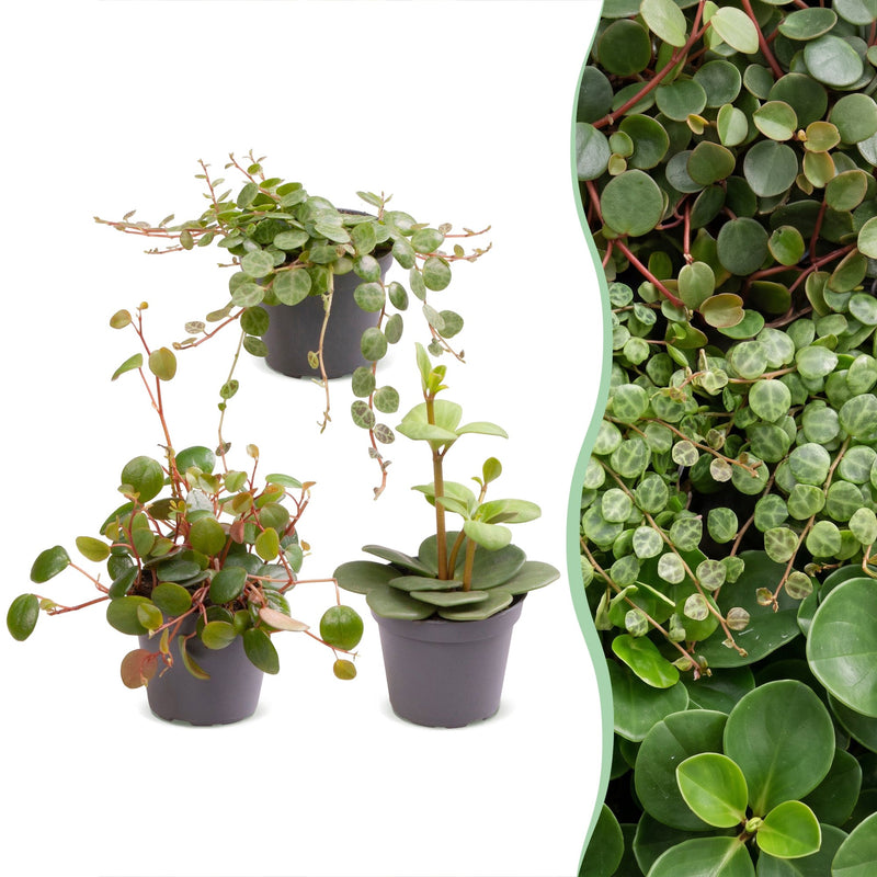 3er Baby Peperomia Mix – Grün, Rot, Tropisch, Ø6cm
