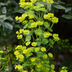48x Euphorbia amygdaloides 'Robbiae' – Robust Perennial for the Garden Bild 6