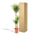 Dracaena Marginata (Drachenbaum) Ø21cm - ↕110cm Bild 8