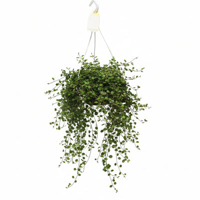 Muehlenbeckia 'Wölkchen der Liebe' - Hängende Zimmerpflanze (Ø22cm)