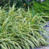 Carex oshimensis Evergold: Immergrünes Ziergras im 17cm Topf Bild 7