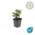 Aster ageratoides 'Stardust' - 10-25cm - Ø9cm Topf Bild 2