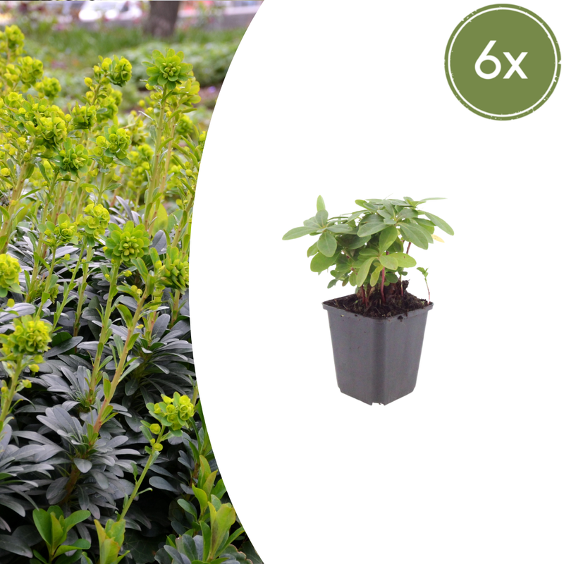 6x Euphorbia amygdaloides 'Robbiae' - Robust Perennial for Semi-Shady Locations