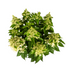 Hydrangea paniculata 'White' - Ø24cm, 70-80cm Bild 4