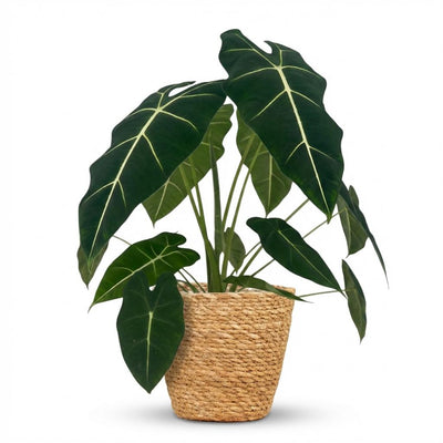 Alocasia Frydek (Elefantenohr) mit Korb - 60cm Höhe