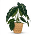 Alocasia Frydek (Elefantenohr) mit Korb - 60cm Höhe Bild 2