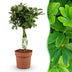 Green boutiQ - Zimmerpflanzen - Schefflera Nora - Fingerbaum - Wenig Pflege - Grün - 1 Pflanze - Topf 21cm - Höhe 70-82cm Bild 1