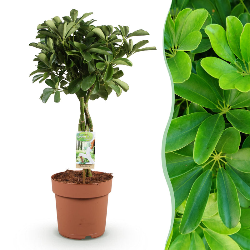 Green boutiQ - Zimmerpflanzen - Schefflera Nora - Fingerbaum - Wenig Pflege - Grün - 1 Pflanze - Topf 21cm - Höhe 70-82cm